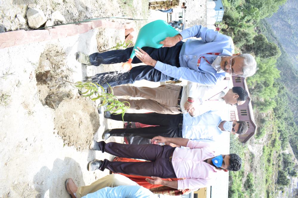 Tree plantation